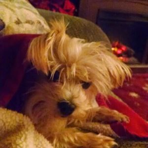 Meet your Posher, Sandy